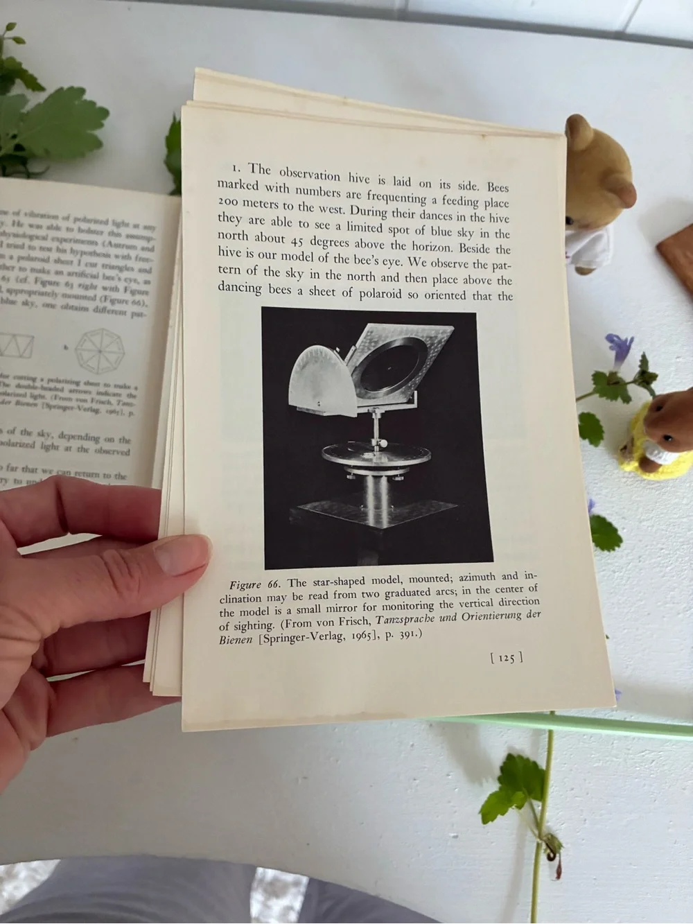 Bees by Karl von Frisch Vintage Paperback - 1971